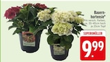 Bauernhortensie von  im aktuellen EDEKA Prospekt für 9,99 €
