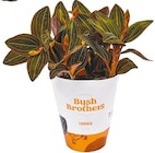 Erdorchidee Ludisia discolor im Angebot bei Netto mit dem Scottie in Chemnitz Erdorchidee Ludisia discolor Angebote von Bush Brothers bei Netto mit dem Scottie Chemnitz für 5,99 €