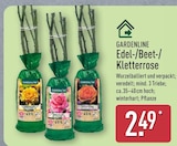 Edel-/Beet-/Kletterrose von Gardenline im aktuellen ALDI Nord Prospekt für 2,49 €