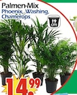 Palmen-Mix Angebote bei Wreesmann Dessau-Roßlau für 14,99 €