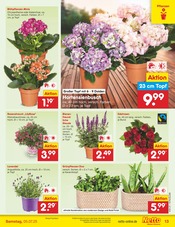 Blumen im Netto Marken-Discount Prospekt in Viersen Aktueller Netto Marken-Discount Prospekt mit Blumen, "Aktuelle Angebote", Seite 14