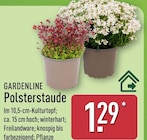 Polsterstaude von Gardenline im aktuellen ALDI Nord Prospekt für 1,29 €