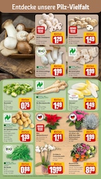 REWE Zimmerpflanzen im Prospekt REWE Zimmerpflanzen im Prospekt