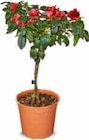 Azalee Stämmchen im Angebot bei Netto Marken-Discount in Heinsberg Azalee Stämmchen Angebote bei Netto Marken-Discount Heinsberg für 5,99 €