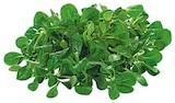 Bio Feldsalat bei REWE im Gießen Prospekt für 1,29 €