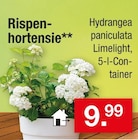 Rispenhortensie Angebote bei Zimmermann Gifhorn für 9,99 €