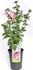 Hibiscus von  im aktuellen Thomas Philipps Prospekt für 4,44 €