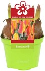 Tulip Flair von Roma Nova im aktuellen REWE Prospekt für 3,79 €