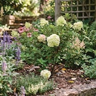 Hydrangea paniculata Sundae Fraise® à Ma Jardinerie dans Botans
