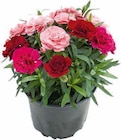 Nelken-Trio für 3,99 € bei Hagebaumarkt im Angebot Nelken-Trio im aktuellen Hagebaumarkt Prospekt