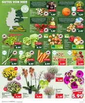 Salat Angebote im Prospekt "Aktuelle Angebote" von Kaufland auf Seite 9