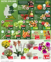 Salat Angebote im Prospekt "Aktuelle Angebote" von Kaufland Salat Angebote im Prospekt "Aktuelle Angebote" von Kaufland auf Seite 9