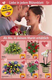 Pflanzen im REWE Prospekt "Dein Markt" mit 36 Seiten (Mönchengladbach)