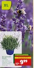 XL Lavendel-Busch für 9,99 € bei Pflanzen Kölle im Angebot XL Lavendel-Busch im aktuellen Pflanzen Kölle Prospekt