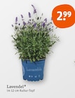 Lavendel im Angebot bei tegut in Mühlhausen Lavendel Angebote bei tegut Mühlhausen für 2,99 €