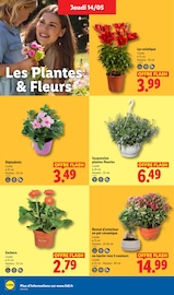 Promos Plante Verte dans le catalogue "XXL" de Lidl Plante Verte en promo dans le catalogue Lidl à la page 22