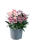 Gartennelke im Lidl Prospekt Gartennelke im aktuellen Lidl Prospekt für 2,79 €