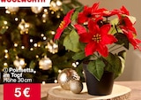 Poinsetta im Topf im Woolworth Prospekt Poinsetta im Topf von  im aktuellen Woolworth Prospekt für 5,00 €