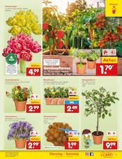 Aktueller Netto Marken-Discount Prospekt mit Tulpen, "Aktuelle Angebote", Seite 9