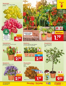 Tulpen im Netto Marken-Discount Prospekt "Aktuelle Angebote" mit 61 Seiten (Freiburg (Breisgau))