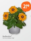 Blumen im tegut Prospekt Rudbeckia im aktuellen tegut Prospekt für 2,99 €