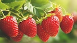 Promo FRAISIERS à 3,99 € dans le catalogue Delbard à Aumale