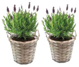 Lavendelstrauch, Lavandula stoechas âAnoukâ im Netto Marken-Discount Prospekt Lavendelstrauch, Lavandula stoechas âAnoukâ von im aktuellen Netto Marken-Discount Prospekt fĂŒr 25,99 âŹ