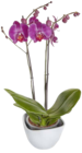 Phalaenopsis Schmetterlingsorchidee Angebote bei Marktkauf Reutlingen für 5,99 €