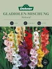 Edelgladiolen-Mischung 'Rekord' Angebote von Dehner bei Dehner Garten-Center Castrop-Rauxel für 8,99 €