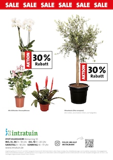 Pflanzen im Intratuin Hildesheim Prospekt "SALE" mit 4 Seiten (Hannover)