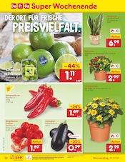 Balkonpflanzen im Netto Marken-Discount Prospekt in Heinsberg Aktueller Netto Marken-Discount Prospekt mit Balkonpflanzen, "Aktuelle Angebote", Seite 52