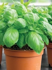 Basilic Bio en Pot en promo chez Intermarché Super Basilic Bio en Pot dans le catalogue Intermarché Super