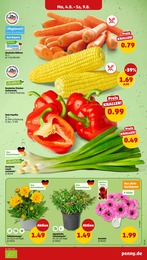 Rote Paprika Angebot im aktuellen Penny Prospekt auf Seite 3