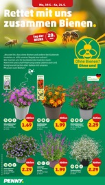 Lavendel im Penny Prospekt in Kiel Aktueller Penny Prospekt mit Lavendel, "Wer günstig will, muss Penny.", Seite 4