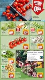 REWE Tomaten im Prospekt 