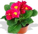 Primel Angebote bei Penny Mainz für 0,99 €