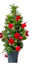 Dipladenien Pyramide für 29,99 € bei Blume 2000 im Angebot Dipladenien Pyramide im aktuellen Blume 2000 Prospekt