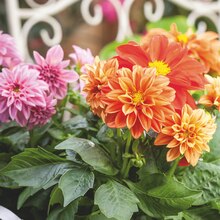 Dahlie (Dahlia) bei OBI in Neunkirchen Dahlie (Dahlia) im Angebot bei OBI Neunkirchen für 2,49 €