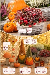 Garten im Garten-Center Nordharz GmbH & Co. KG Prospekt in Halberstadt Aktueller Garten-Center Nordharz GmbH & Co. KG Prospekt mit Garten, "HERBSTZAUBER", Seite 5