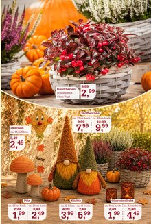 Pflanzen im Garten-Center Nordharz GmbH & Co. KG Prospekt "HERBSTZAUBER" mit 12 Seiten (Braunschweig)