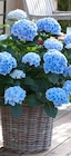Gartenhortensie im Pflanzen Kölle Prospekt Gartenhortensie von Kölle im aktuellen Pflanzen Kölle Prospekt für 16,99 €