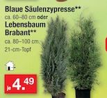 Blaue Säulenzypresse oder Lebensbaum Brabant im Angebot bei Zimmermann in Bremen Blaue Säulenzypresse oder Lebensbaum Brabant Angebote bei Zimmermann Bremen für 4,49 €