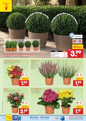 Forelle im Netto Marken-Discount Prospekt in Lehrte Aktueller Netto Marken-Discount Prospekt mit Forelle, "Aktuelle Angebote", Seite 4