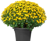 OBI Sinzheim - Chrysantheme Angebot im Prospekt Chrysantheme bei OBI im Sinzheim Prospekt für 5,55 €