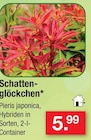 Schattenglöckchen im Angebot bei Zimmermann in Magdeburg Schattenglöckchen Angebote bei Zimmermann Magdeburg für 5,99 €