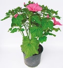 Netto mit dem Scottie Wittstock - Hibiskus „Luna“ Angebot im Prospekt Hibiskus „Luna“ bei Netto mit dem Scottie im Wittstock Prospekt für 6,99 €
