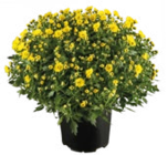 Raiffeisenmarkt - Herbst-Chrysanthemen Angebot im Prospekt Herbst-Chrysanthemen bei Raiffeisenmarkt im Prospekt "" für 4,99 €