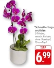 Aktuelle Pflanzen Angebote bei EDEKA in Heidelberg Aktuelles Schmetterlingsorchidee Angebot bei EDEKA in Heidelberg ab 6,99 €