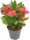 Hortensie oder Christusdorn im REWE Prospekt Hortensie oder Christusdorn von im aktuellen REWE Prospekt für 3,79 €