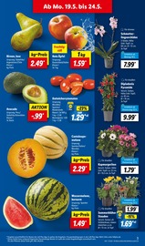 Pflanzen im Lidl Prospekt in Völklingen Aktueller Lidl Prospekt mit Pflanzen, "LIDL LOHNT SICH", Seite 3